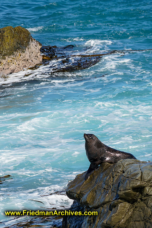 tourist,attraction,holiday,vacation,new zealand,animals,natural,seal,water,poster,ocean,